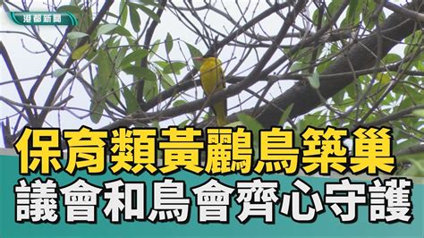 鳥 築 巢 吉兆|【鳥築巢吉兆】迎祥納瑞：野鳥築巢，居家風水好兆。